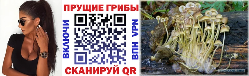 mega ТОР  Медвежьегорск  Галлюциногенные грибы Psilocybine cubensis  купить наркотики цена 